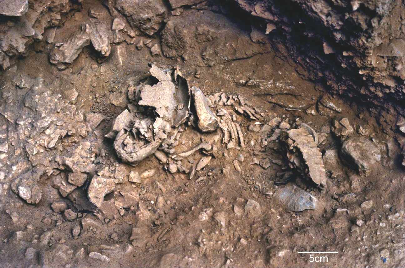 Neanderthal fossils: Amud 7 burial