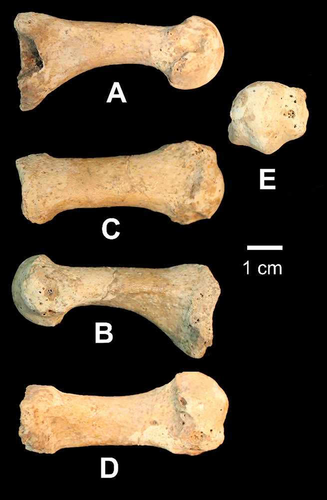 Metatarsal of Amud-9