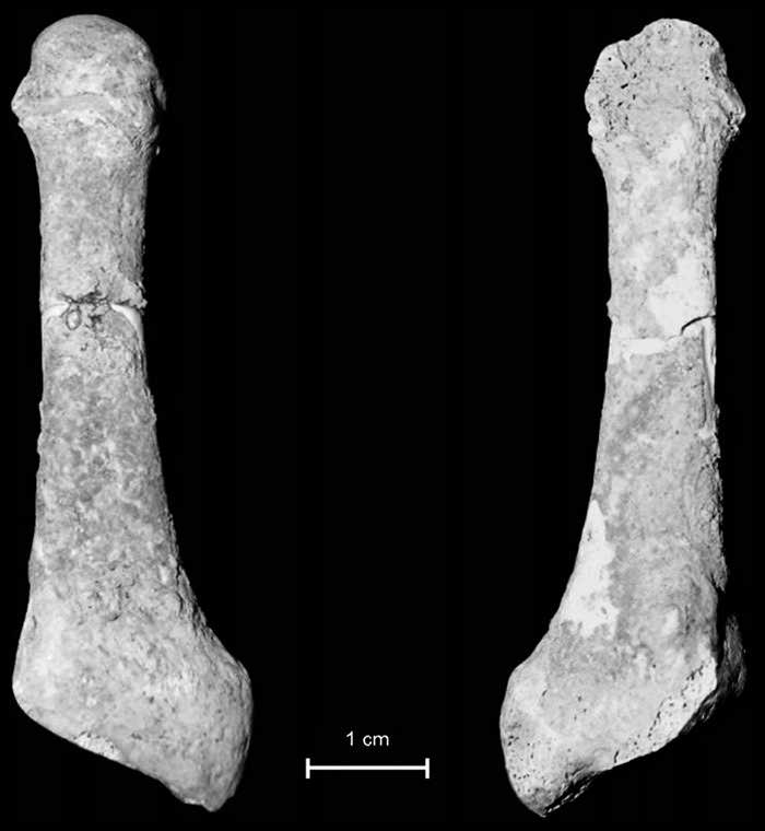 Metatarsal bone from Anghilak Cave