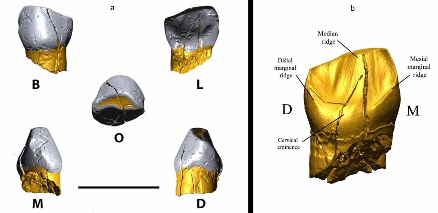 Deciduous tooth from Bawa Yawan