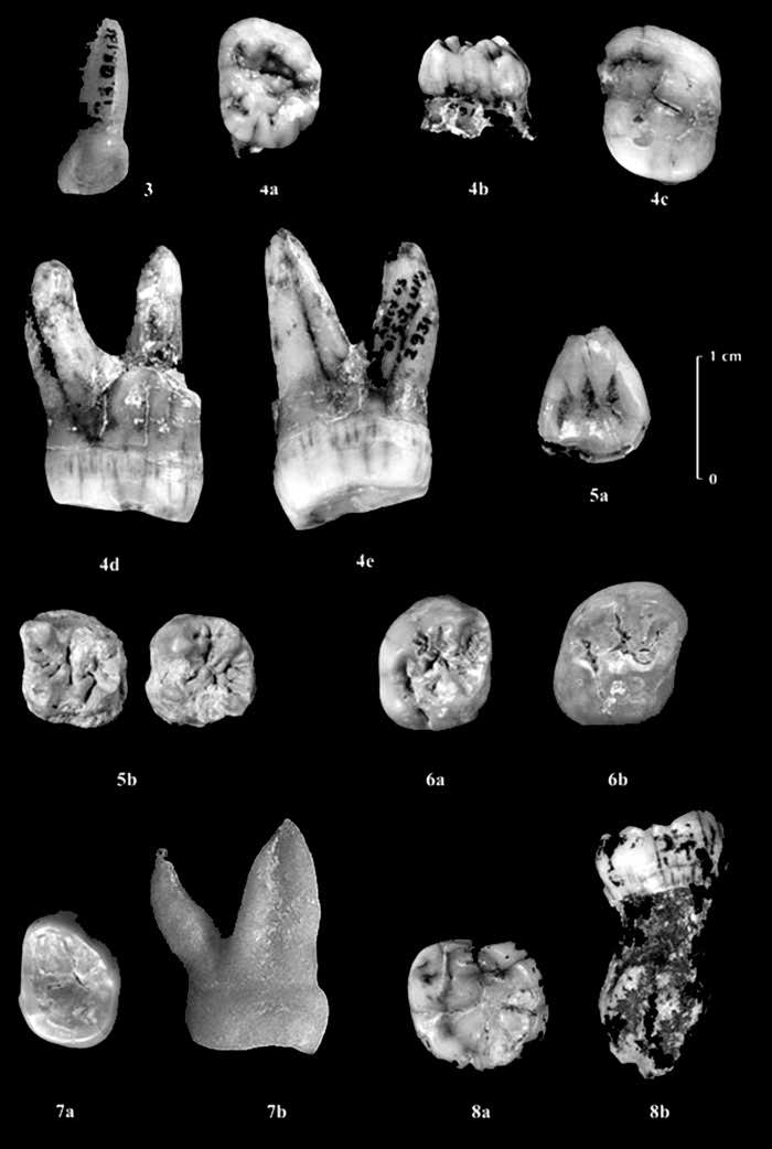 Isolated teeth from the Grotte du Bison