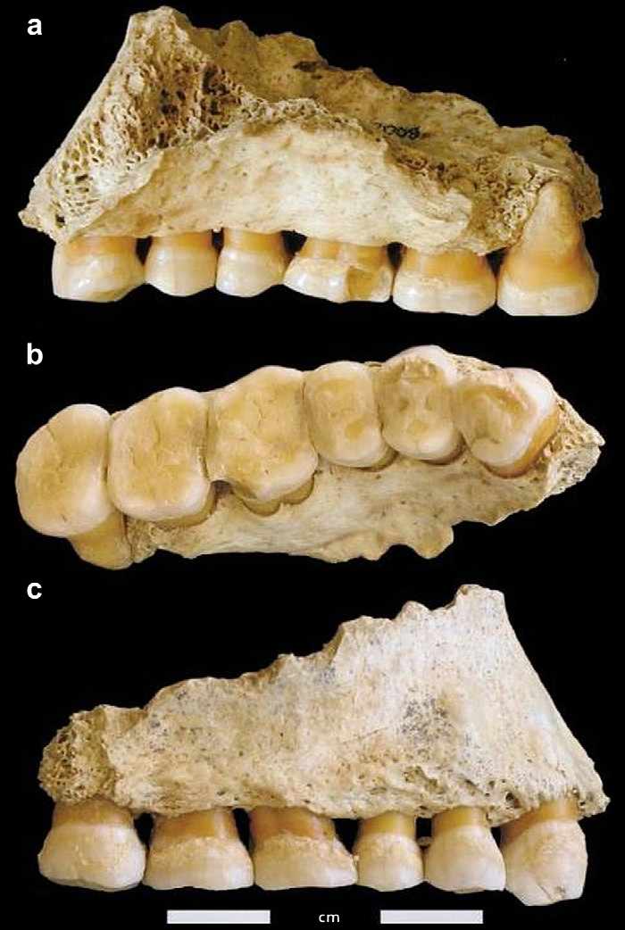 Maxilla fragment P11.8 from the Grotte du Bison