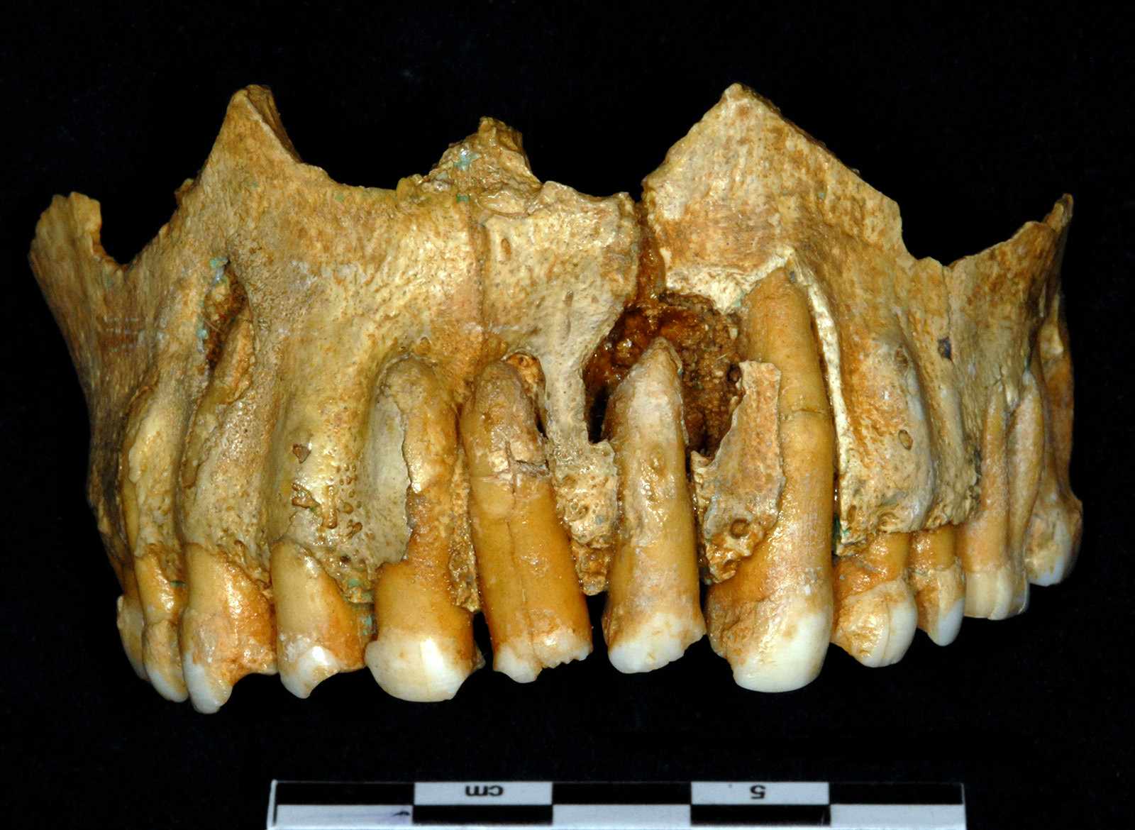 Maxilla fragment from the Grotte du Bison