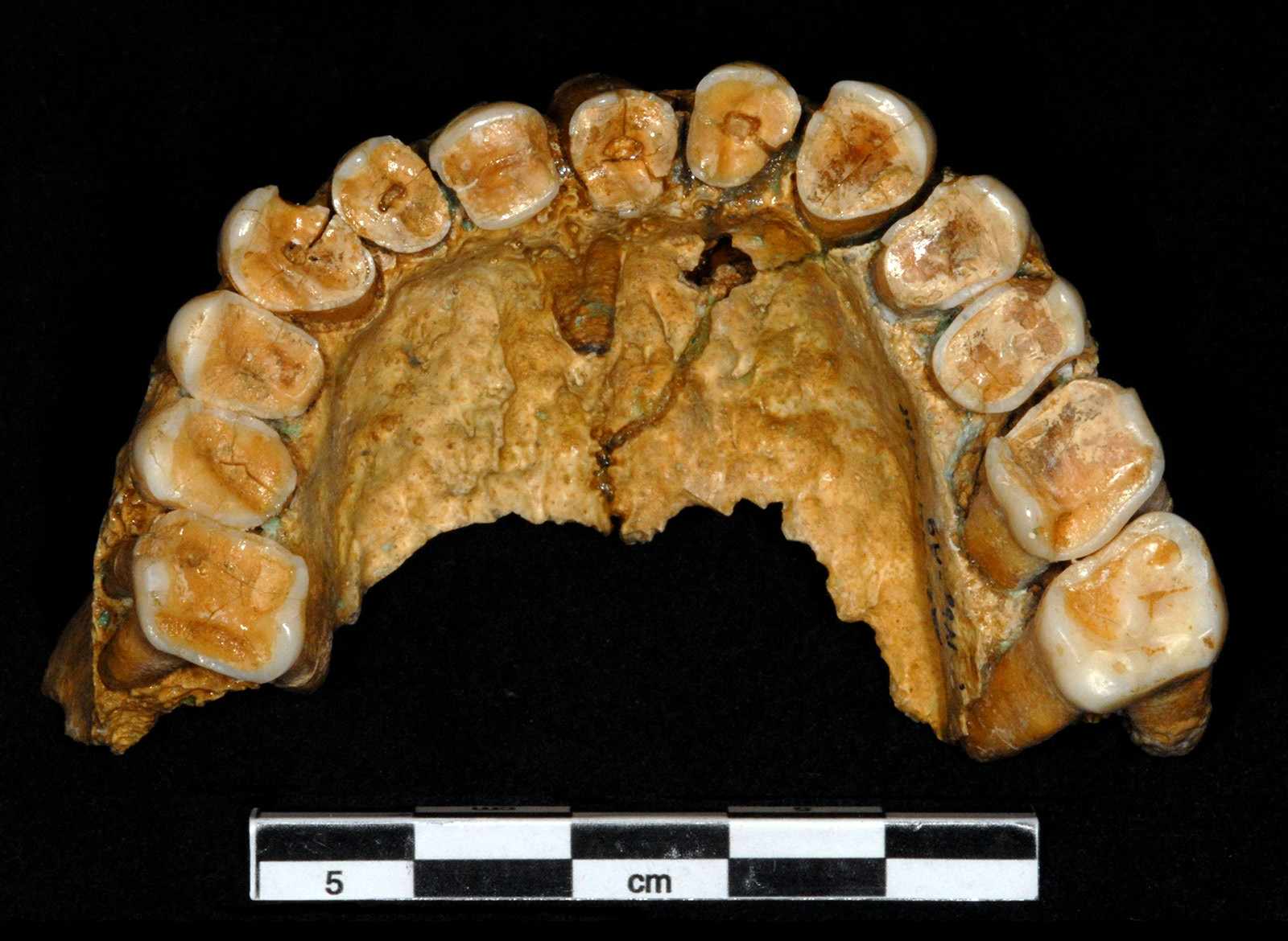 Maxilla fragment from the Grotte du Bison, occlusal view