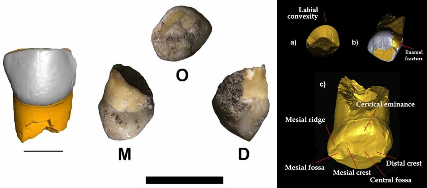 Neanderthal tooth from Broion Cave