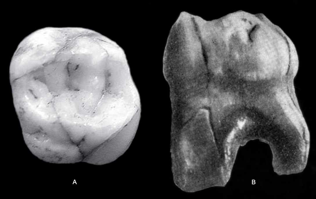 Molar from Bronze Cave