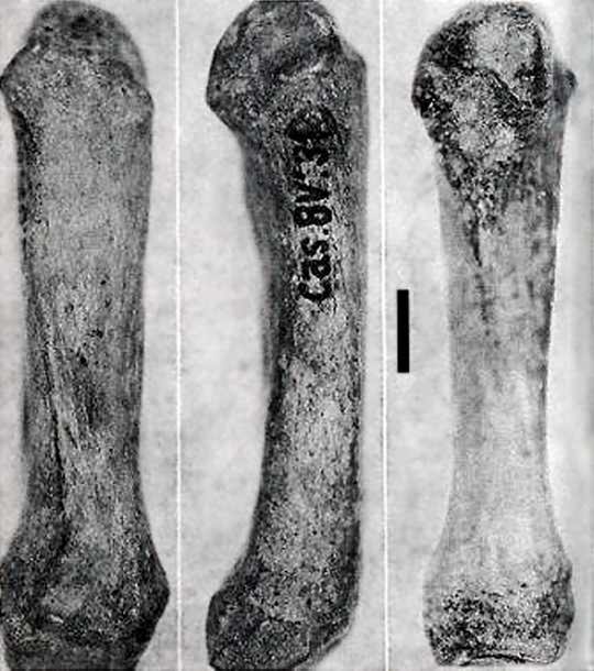 Neandertal metacarpal from Casares