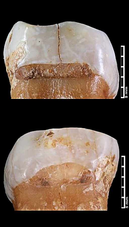 Castaigne (Caminero). Toothpick grooves on the molar.