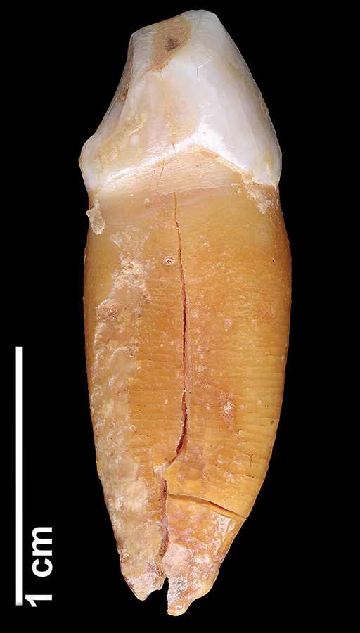 Castaigne (Caminero). Toothpick grooves on the incisor.