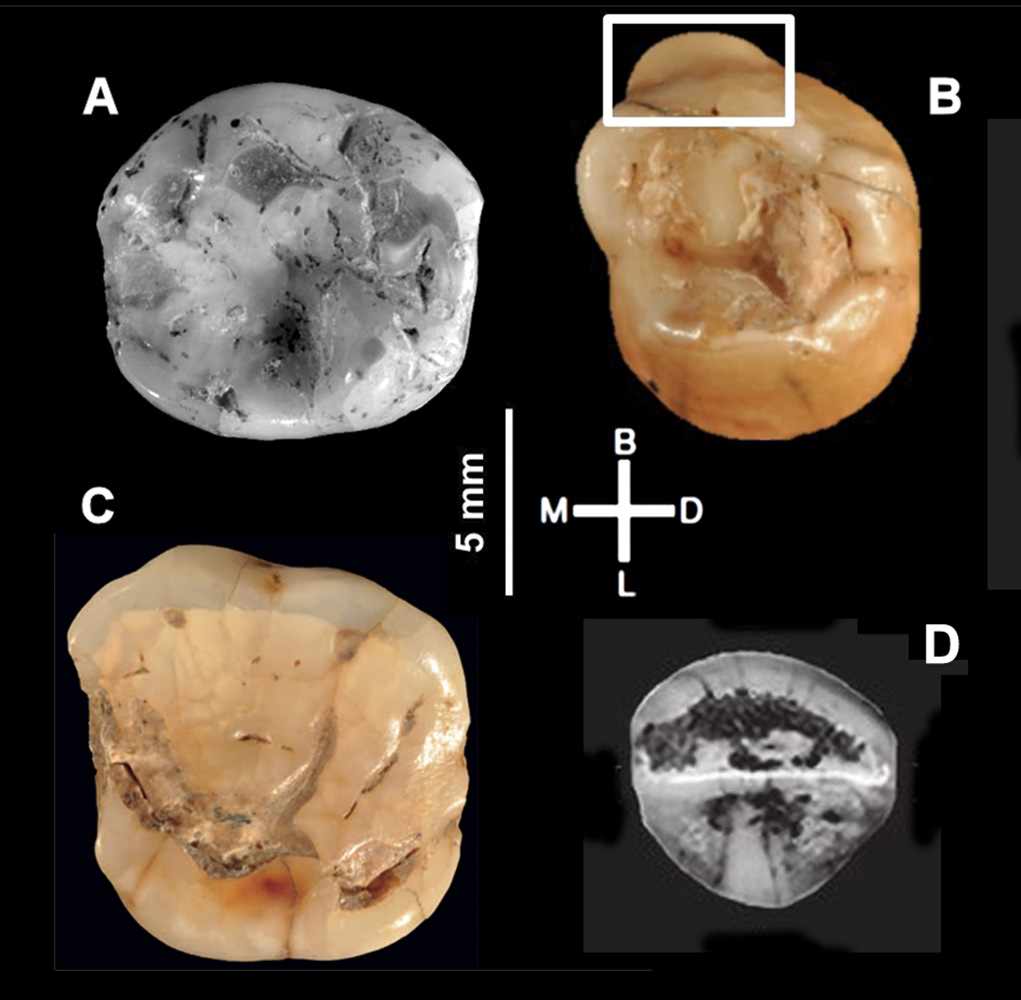 Teeth from Grotta del Cavallo