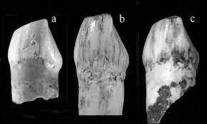 Neanderthal tooth from Cavallo