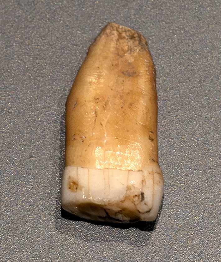 Neanderthal remains tooth from Cueva de Covalejos