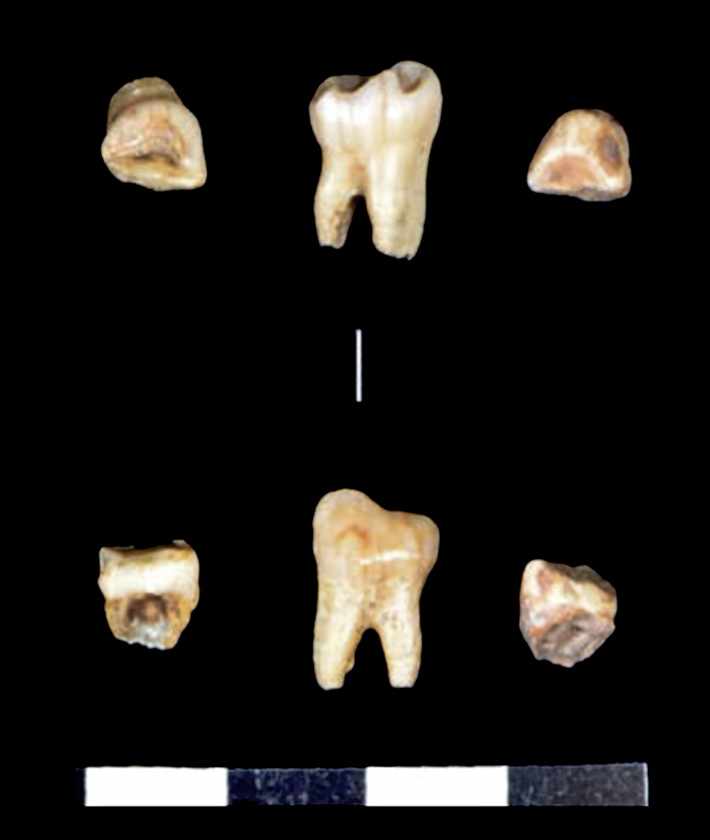 Neanderthal teeth from Covalejos CV-4, CV-3, and CV-1