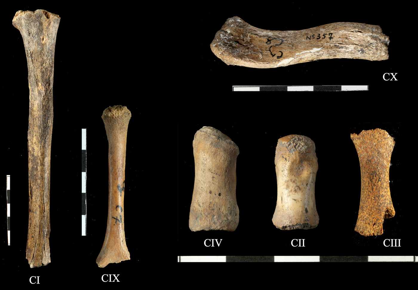 Neanderthal fossils from Crouzade