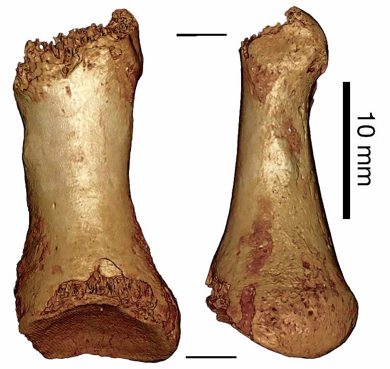 Neanderthal phalanx