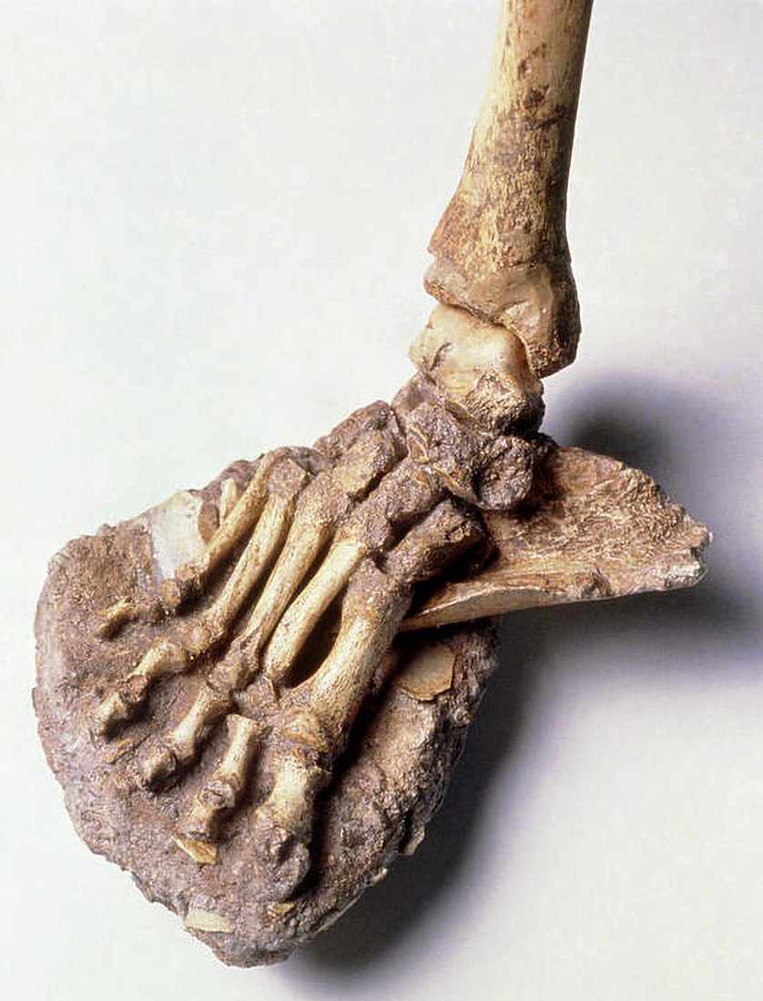 Neanderthal fossils: The foot of Ferrassie 2