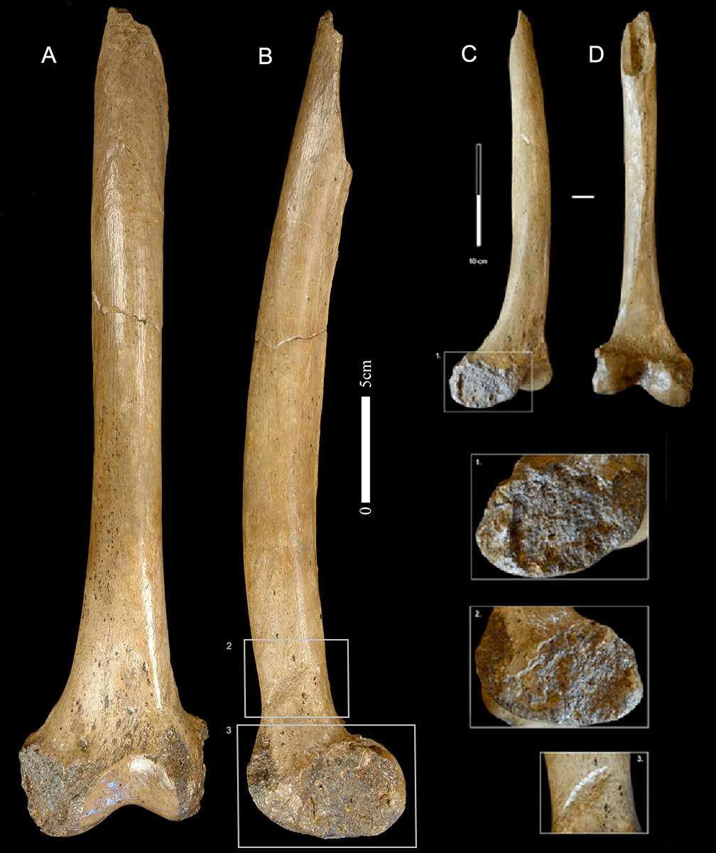 Femur from Fonds-de-Forêt