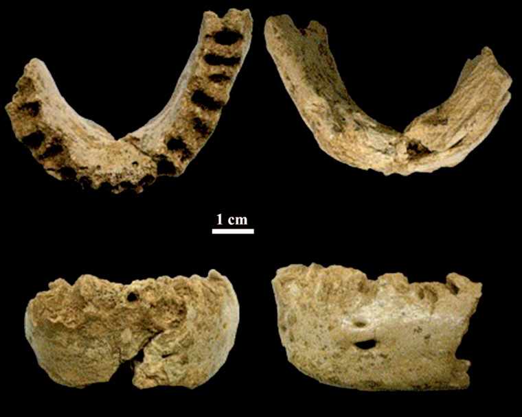 Neanderthal mandible Gegant-1