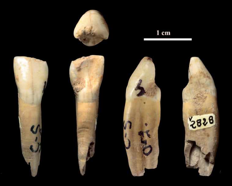 Neanderthal incisor Gegant-2