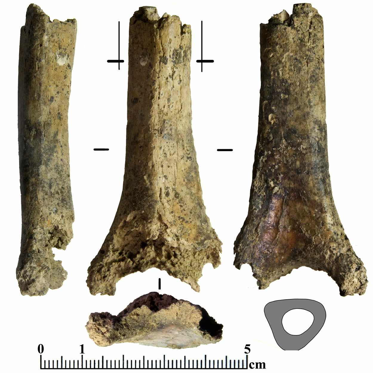 Neanderthal humerus Gegant-4