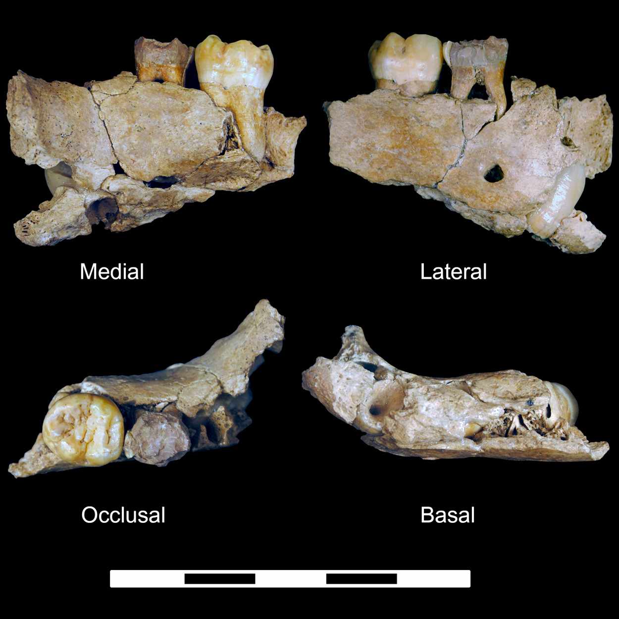 Neanderthal jaw Gegant-5