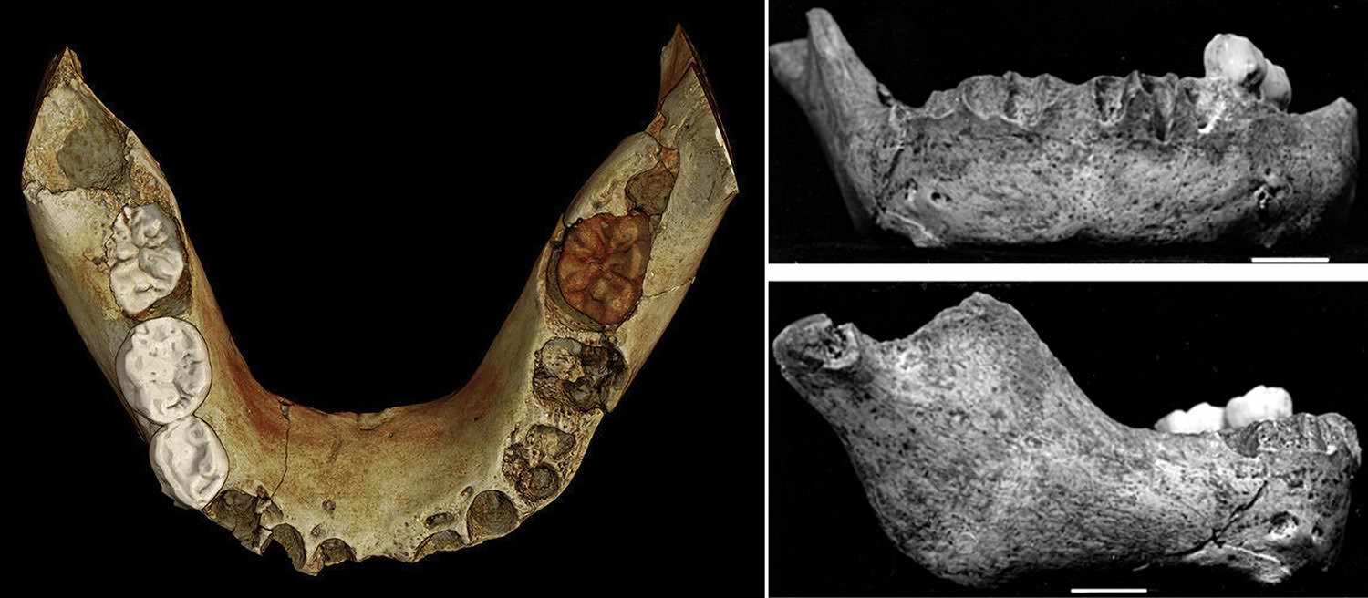 Devil’s Tower mandible