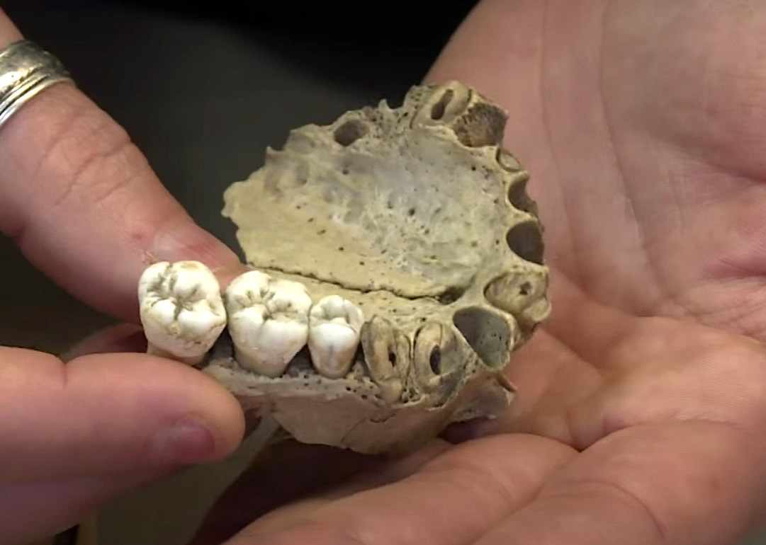 Neanderthal jaw from Goyet