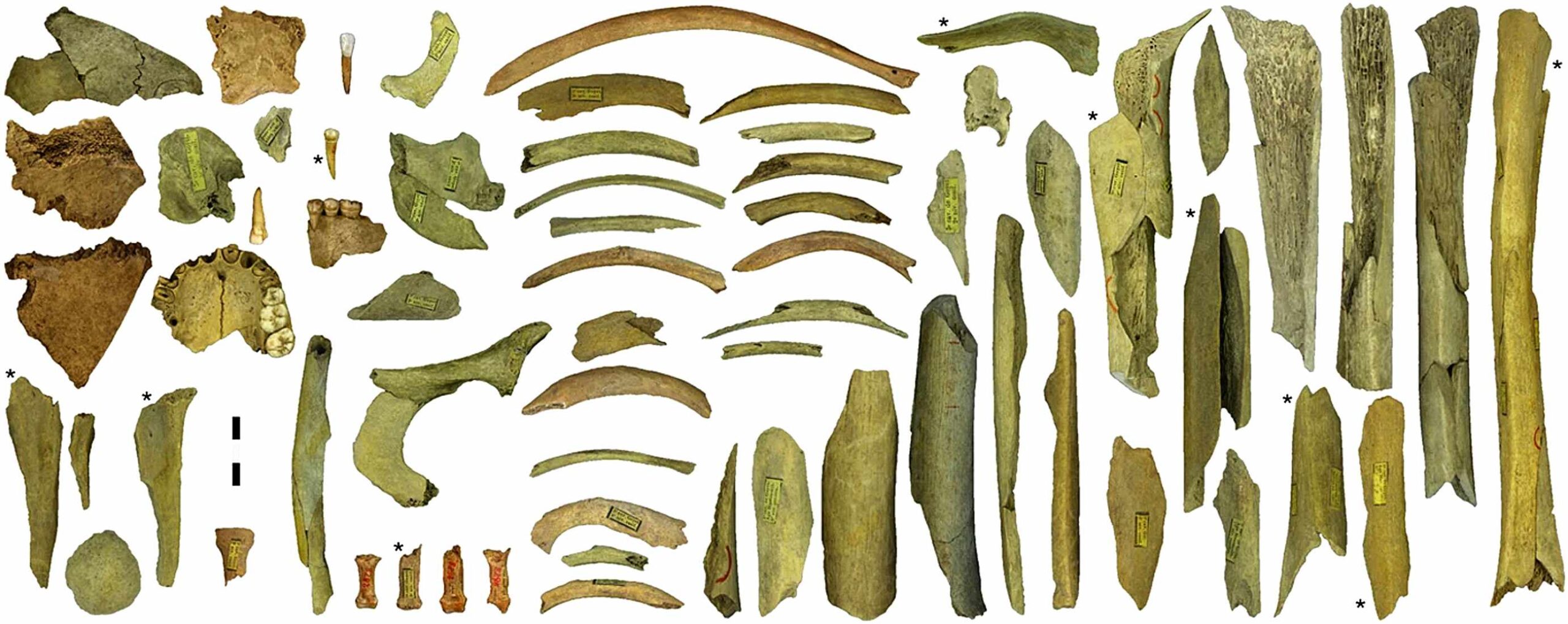 Neanderthal fossils from Goyet