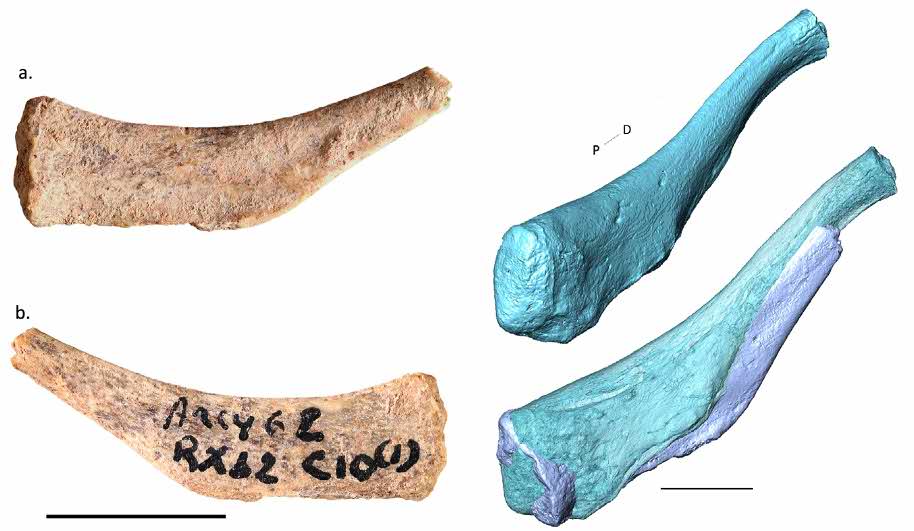 Grotte du Renne hyoid bone