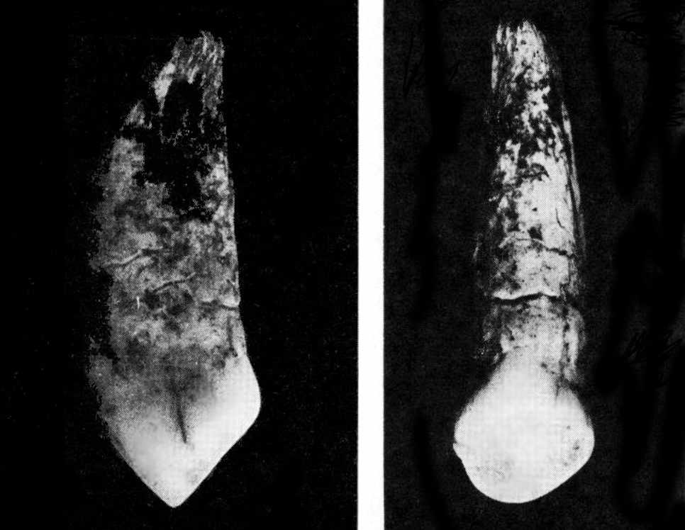 Neanderthal canine from Jaurens