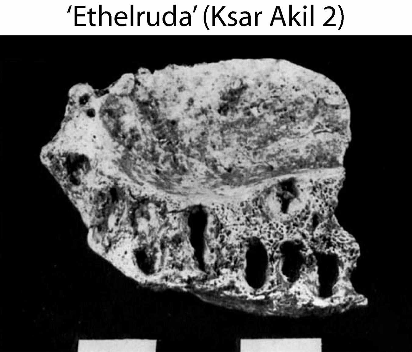 Fragment of the maxilla Ksar Akil