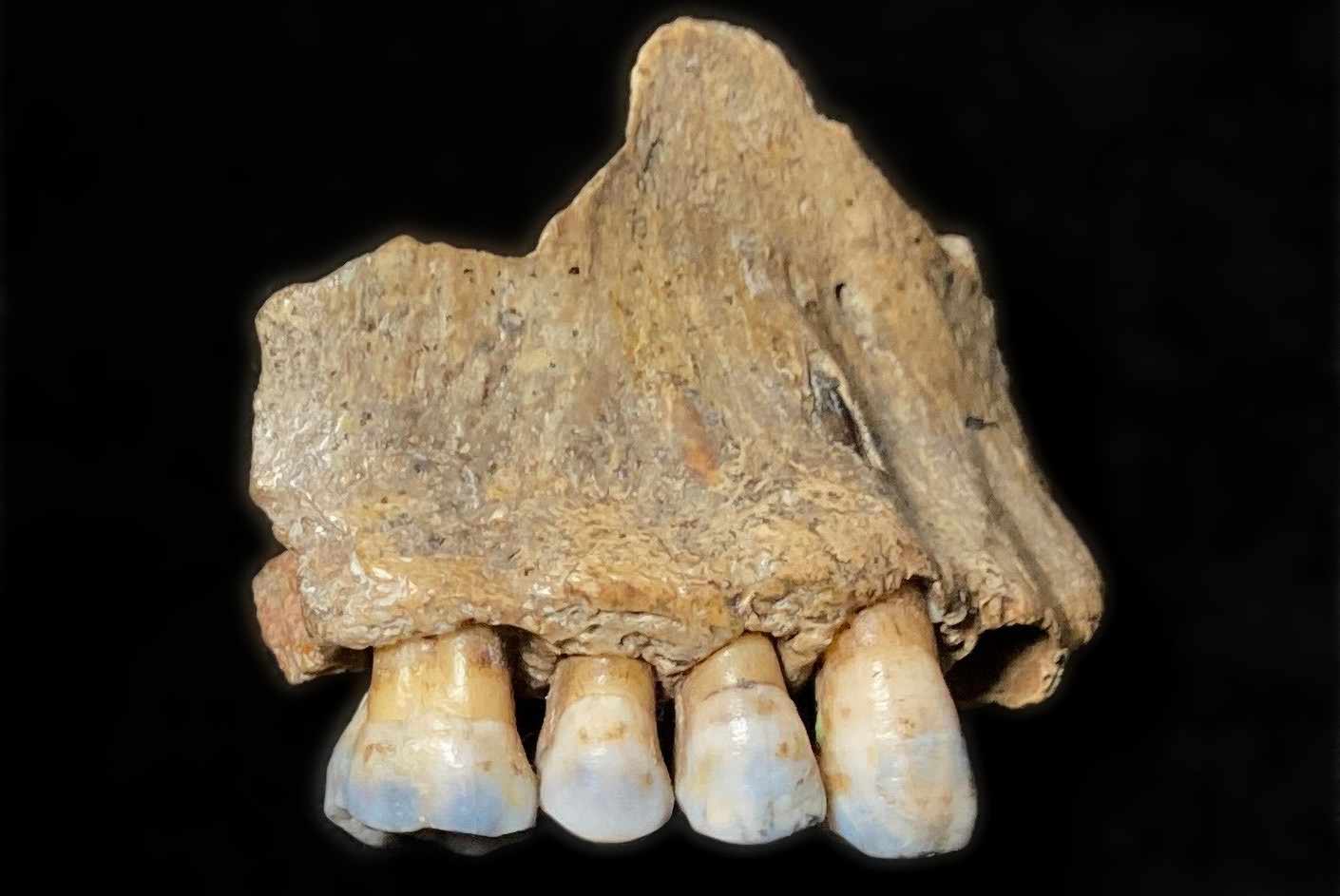 Maxilla from Kulna