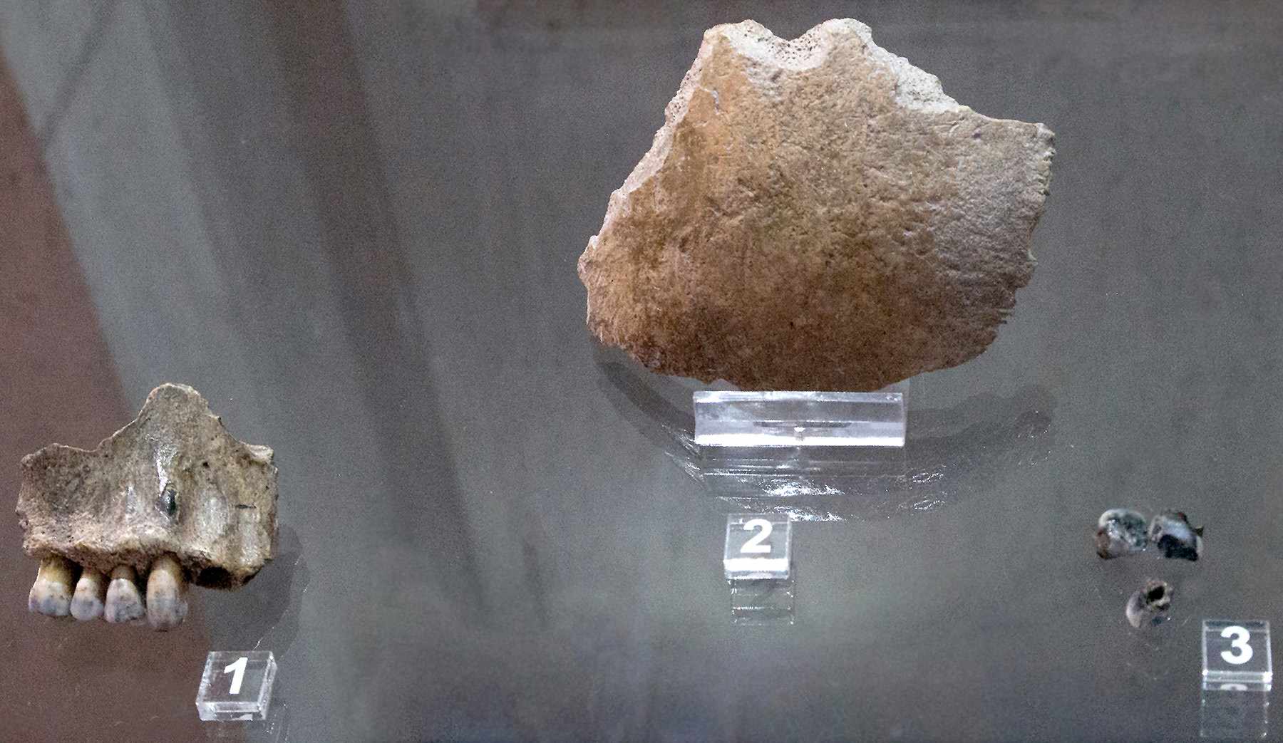 Neanderthal fossils from Kulna Cave