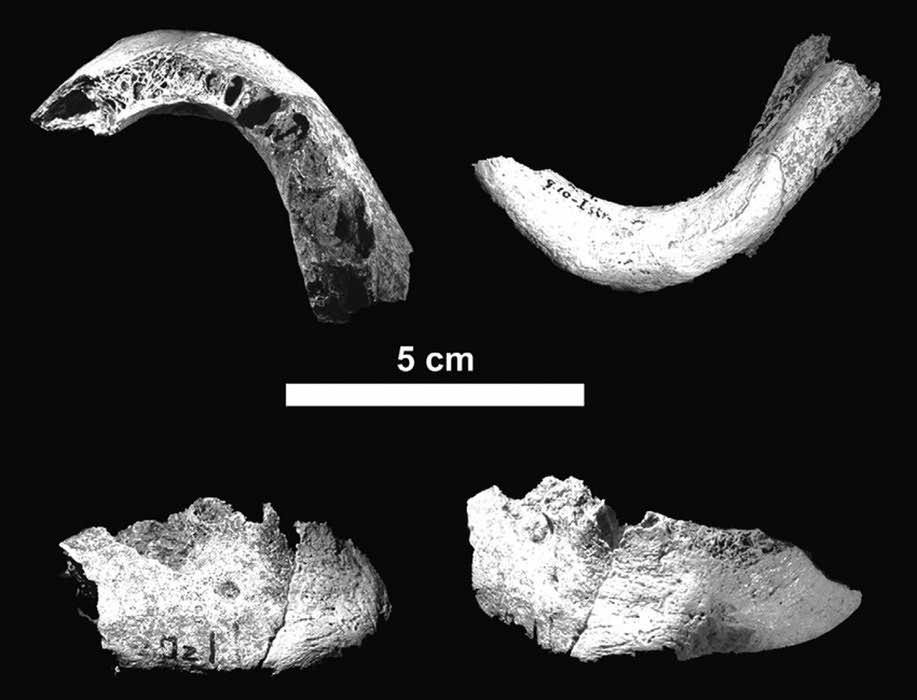 Mezzena. Neanderthal mandible