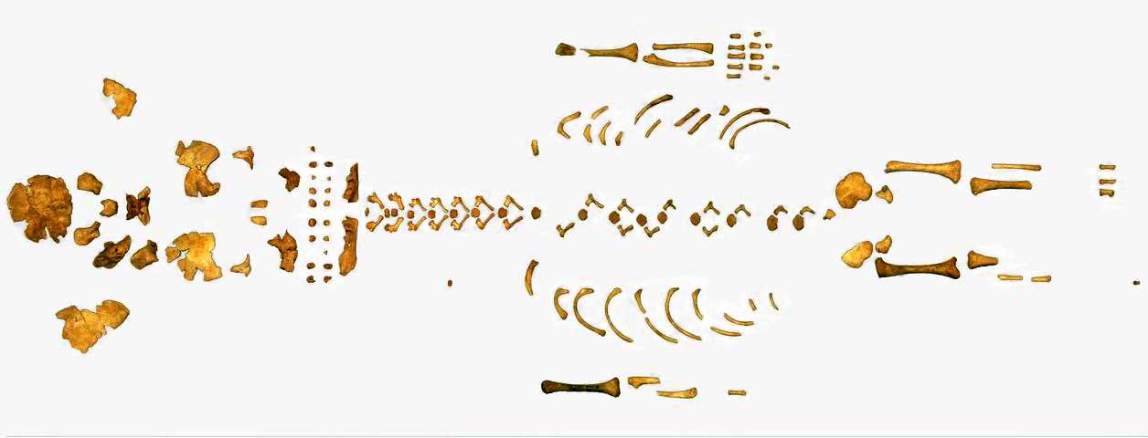 Neanderthal fossils: Moustier 2 skeleton