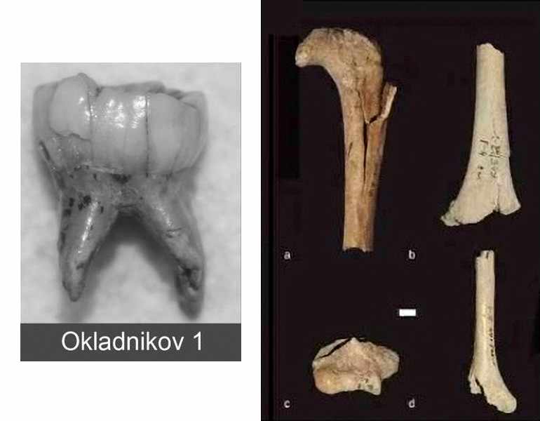 Neanderthal fossils from Okladnikov cave