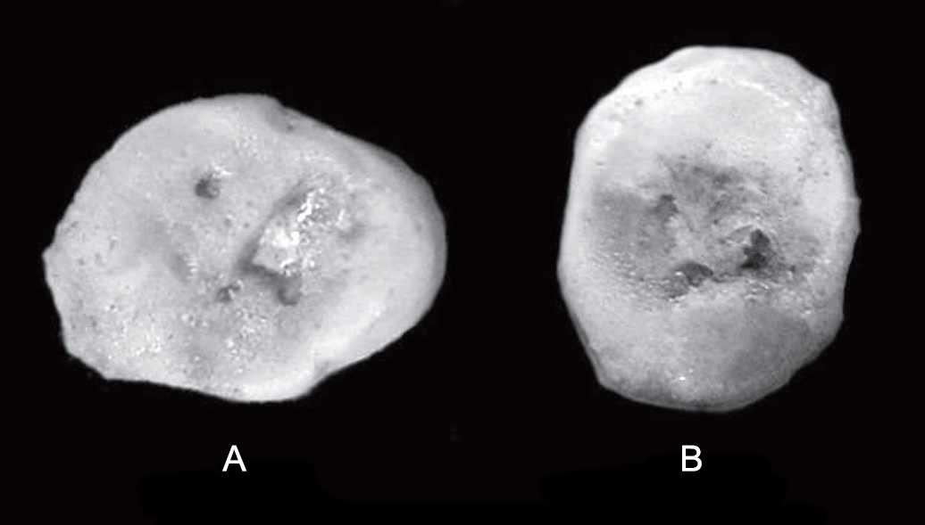 Ortvala Cave teeth