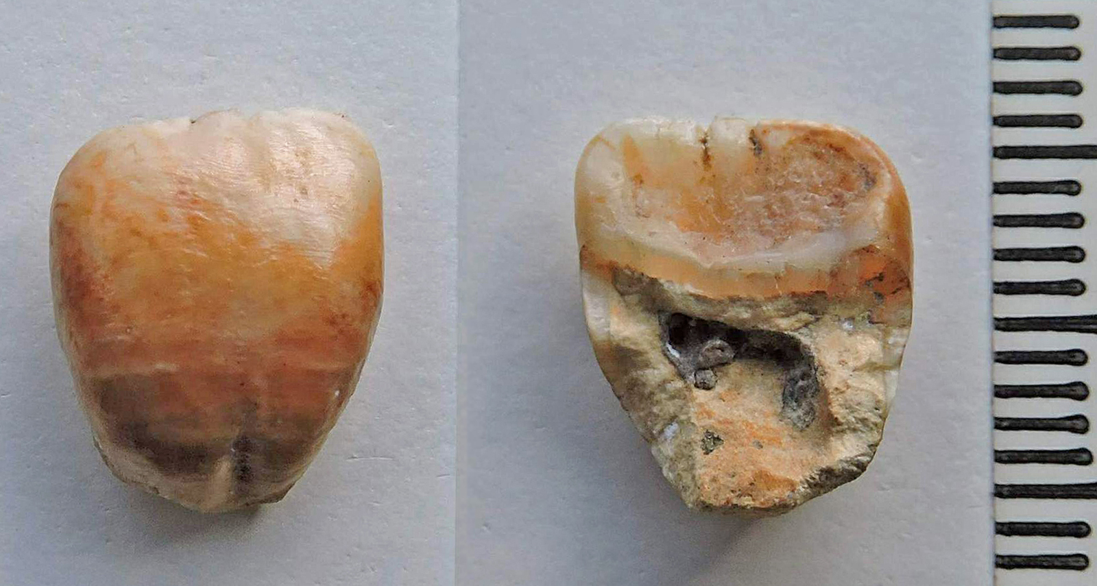 Neanderthal fossils: upper left incisor