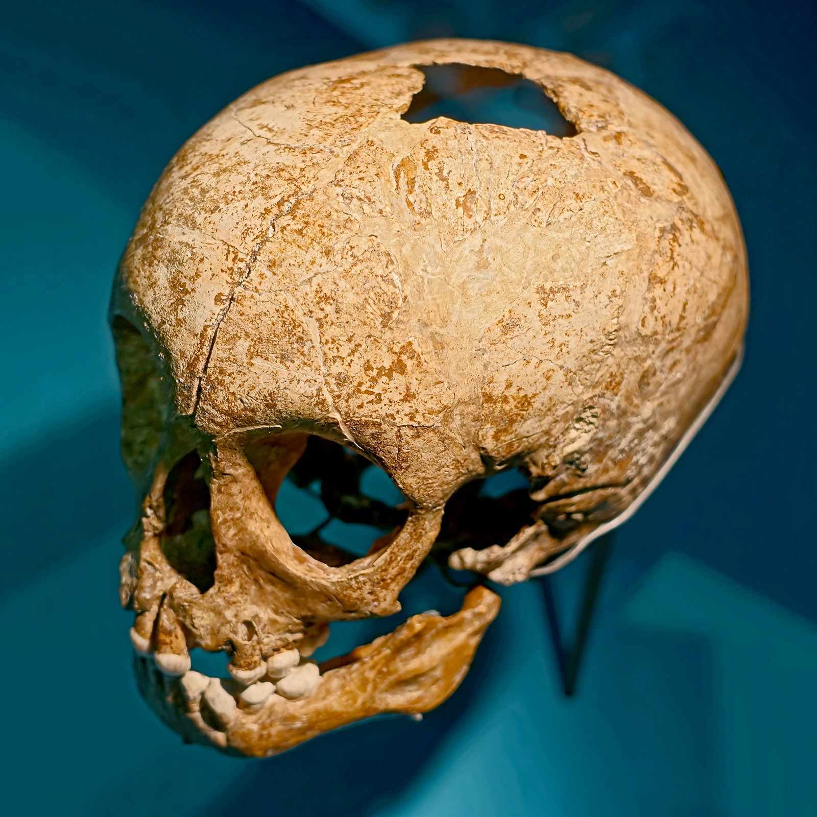 Neanderthal remains: Pech I