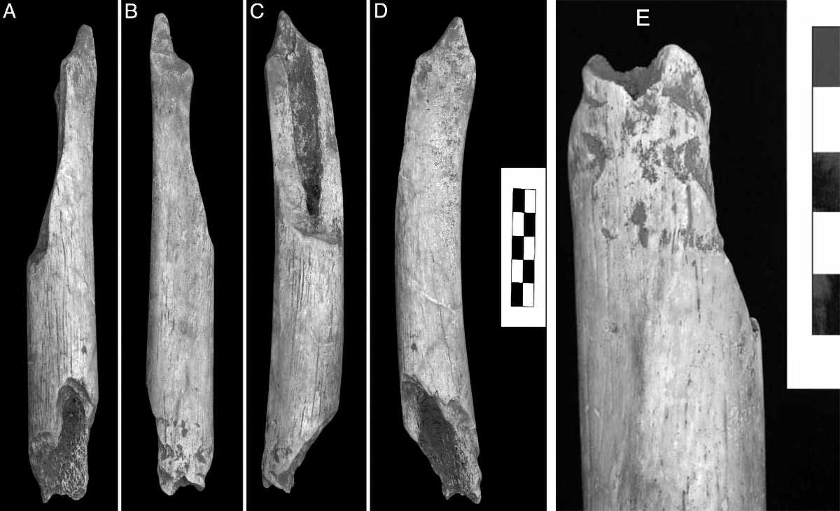 Femur from Rochers-de-Villeneuve