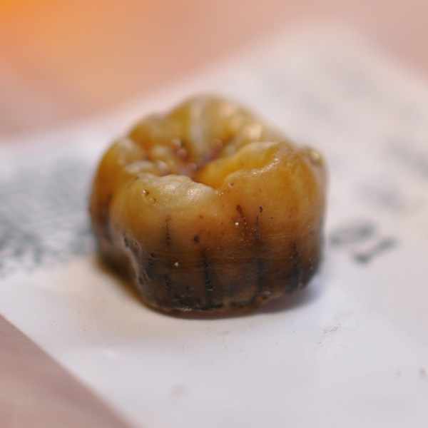 Cova Simanya. Neanderthal tooth