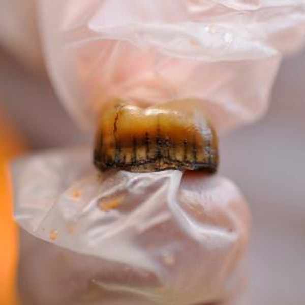 Cova Simanya. Neanderthal tooth