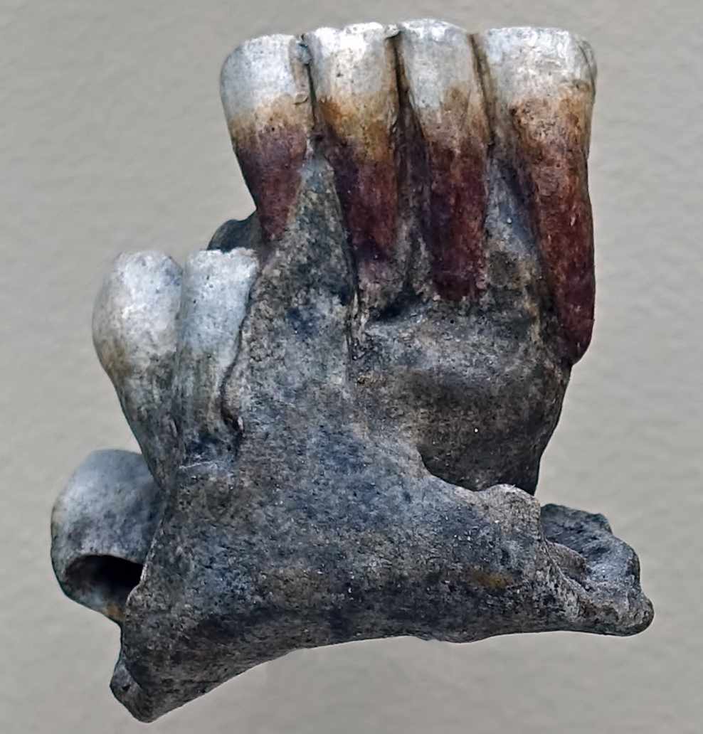 Mandible from Šipka cave