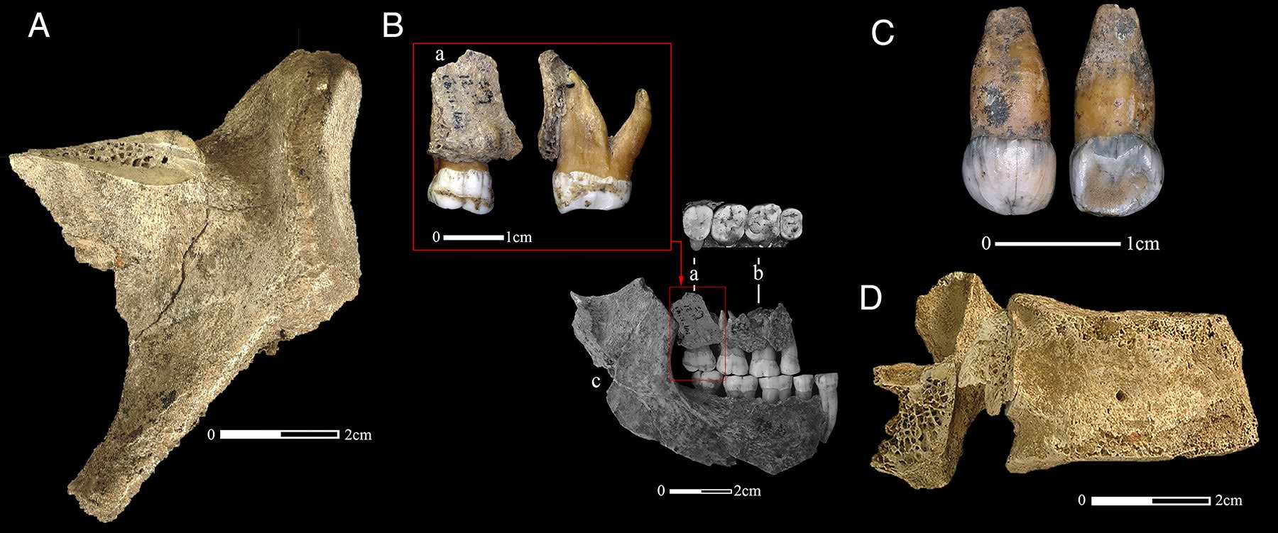 Neanderthal fossils from Spy Cave