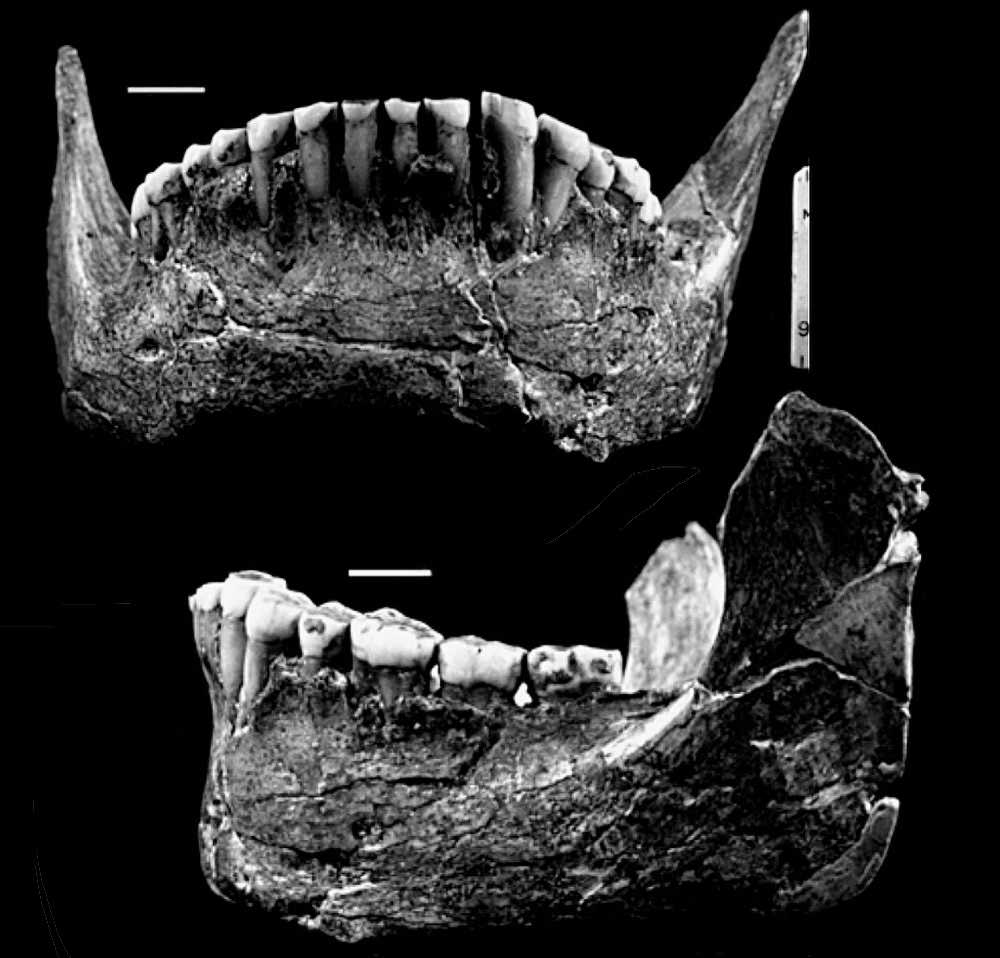 Neanderthal mandible: Spy 1