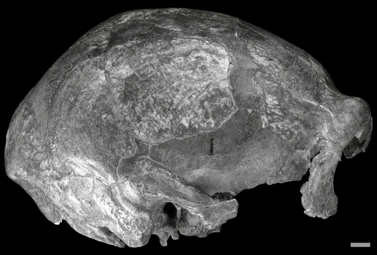 Neanderthal fossils: Spy-1