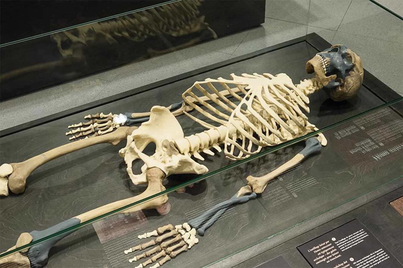 Neanderthal fossils: Spy 2 skeleton