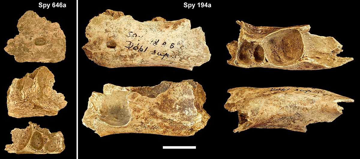 Mandibular fragments of the Spy VI