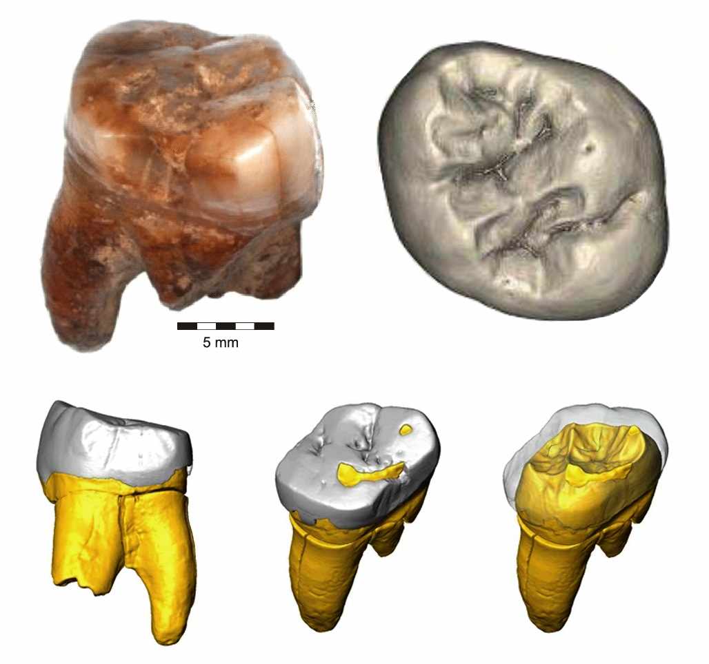 Molars from Stajnia