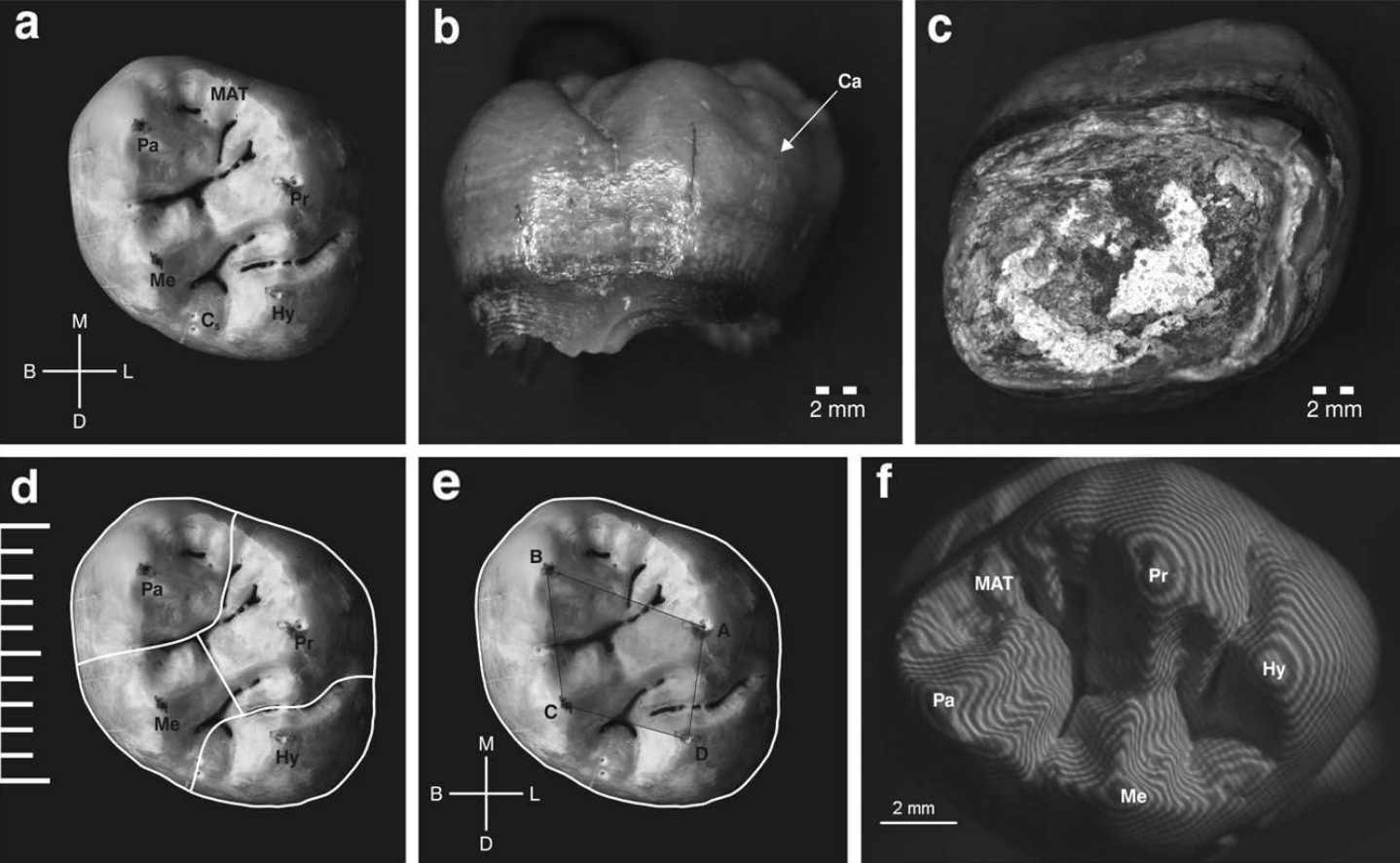 Neanderthal molar S4619